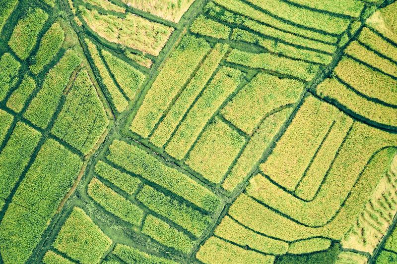 Bird's eye view of a patchwork of flooded and planted rice fields