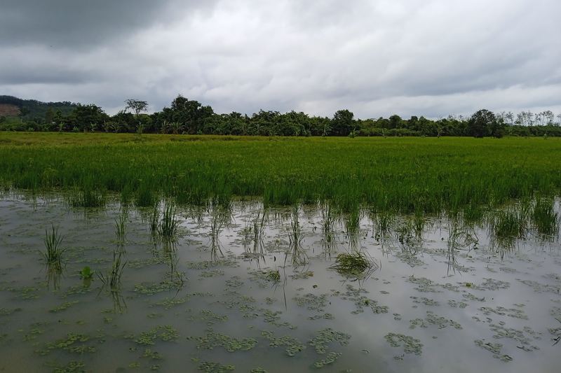 Flooded padi field with young rice plants at Kampung Baru, Pendang, Kedah